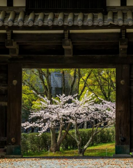 福岡の桜の名所｜舞鶴公園をご紹介をご紹介いたします